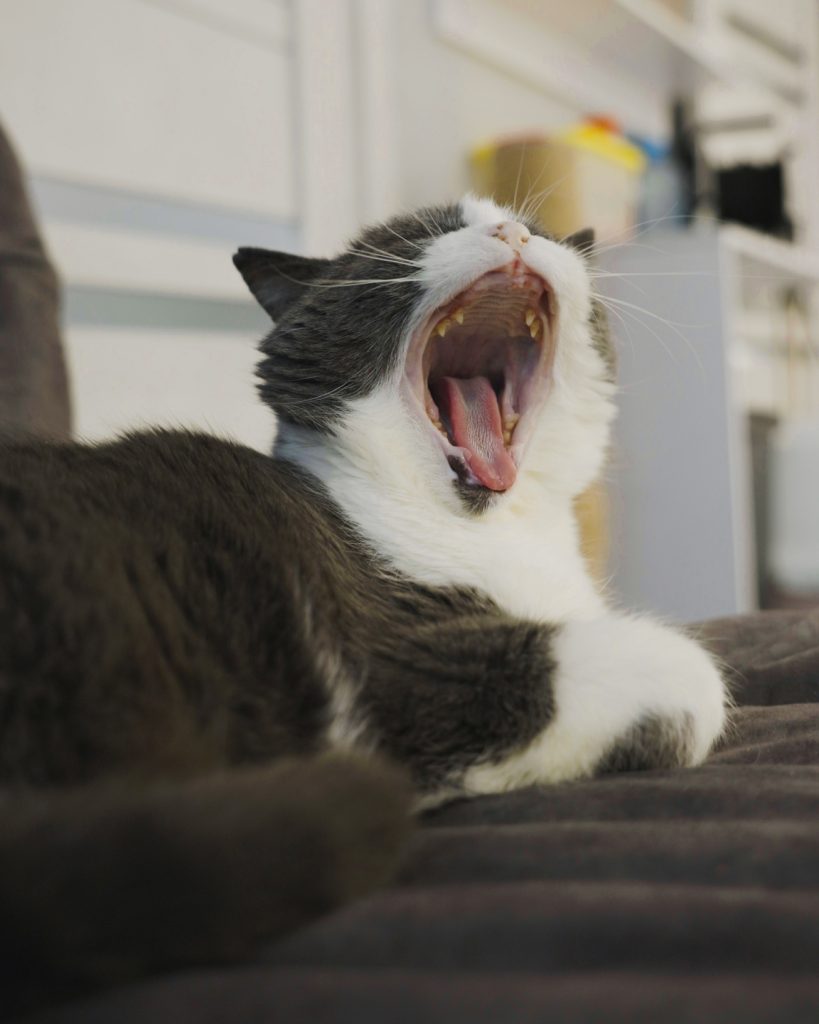 Lamarch запускає благодійну ініціативу для кОтОпарку