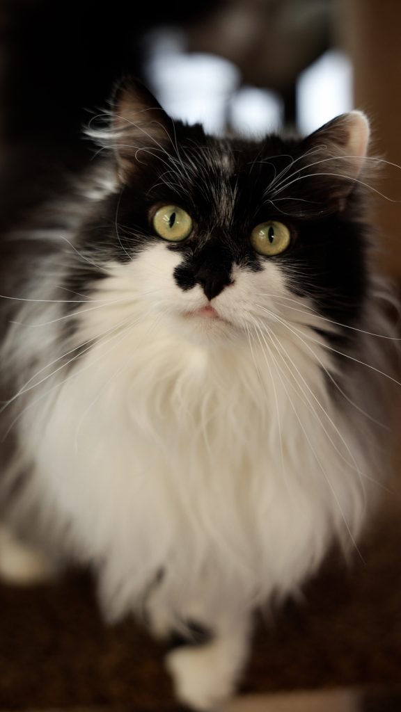 Lamarch запускає благодійну ініціативу для кОтОпарку