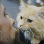 Зроби тату — врятуй життя: Lamarch запускає благодійну ініціативу для будівництва кОтОпарку Олексія Суровцева